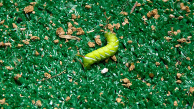Tomatenwurm