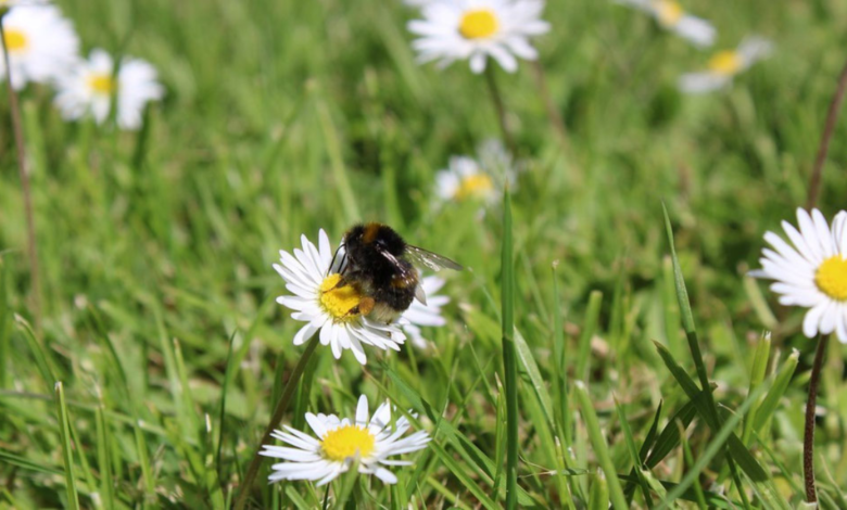 Gedichte Frühling: Die Magie der Worte im Erwachen der Natur frühling