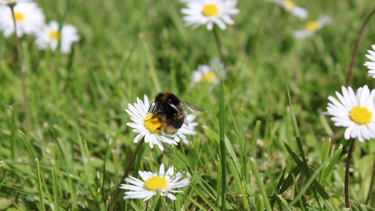 Gedichte Frühling: Die Magie der Worte im Erwachen der Natur frühling