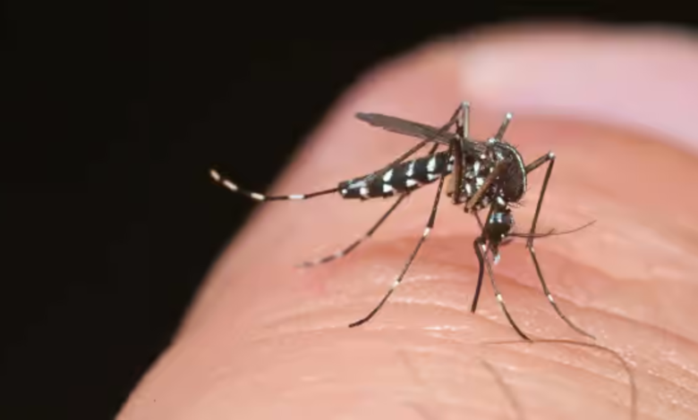 Komar: A Deep Dive into Its Meaning, Origins, and Cultural Influence komar